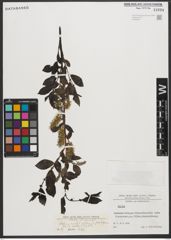 Foto von Salix L.